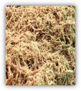 Loading Chilean moss into a container for international export