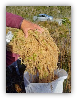 Stowage of Sphagnum Moss bales inside the export container