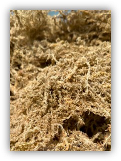 3-star Sphagnum Moss with pink and brown coloration for orchids