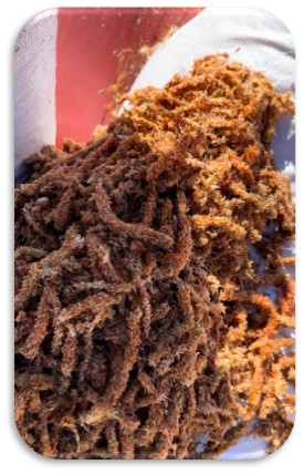 Chilean red thick moss with high water retention for ornamental use