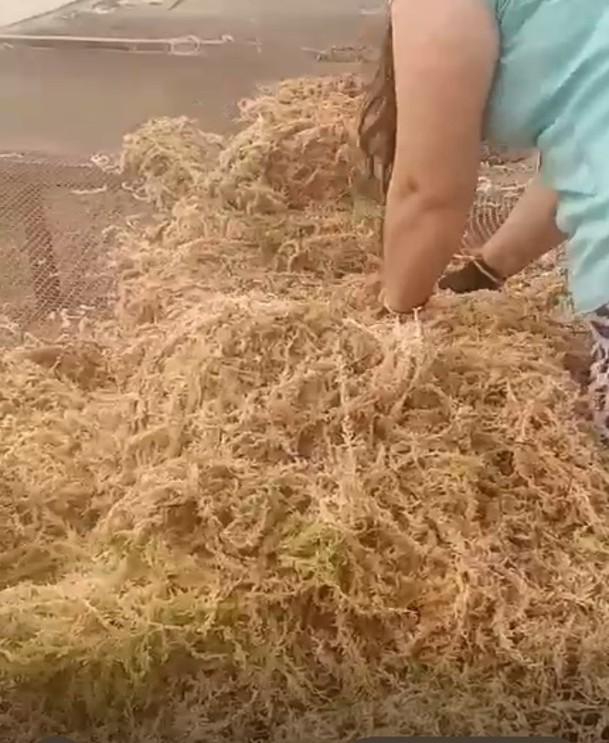 Natural drying greenhouse for Sphagnum Moss with ventilation mesh