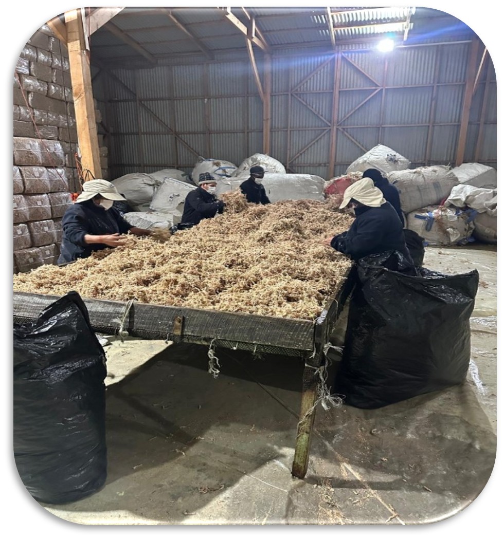 Worker spreading the moss out for controlled natural drying